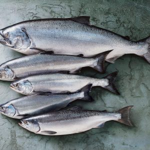 Salmon Fish
