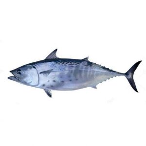 Tunny Tuna Fish