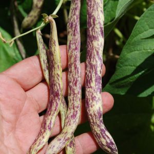 Dragon Tongue Bush