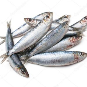 Pilchard Fish