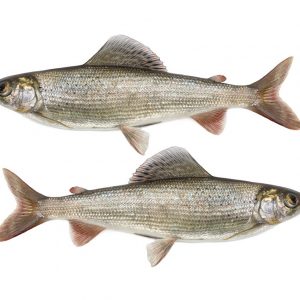 Graylig Fish